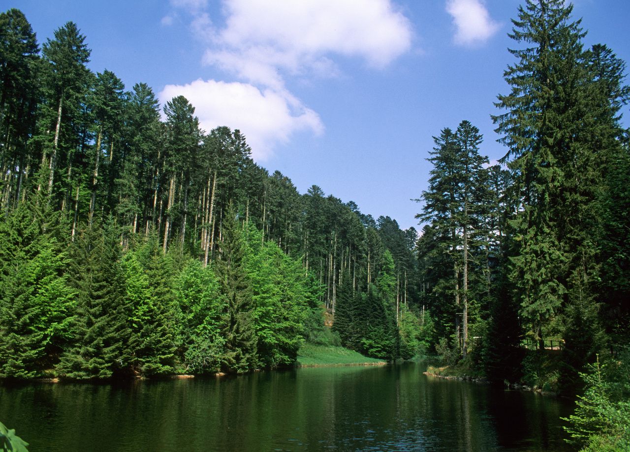 Les forêts d'épicéas (ici dans le Parc naturel régional des Ballons des Vosges) sont notamment menacées par un insecte : le scolyte.