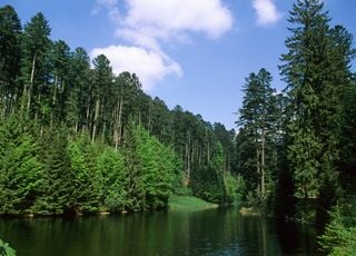 La forêt française continue de s'étendre : mais pourquoi est-elle toujours considérée comme fragile et menacée ?