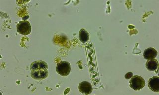 La fotosíntesis marina es más sensible a los nutrientes que a la temperatura