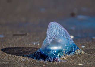 La fragata portuguesa llega a las costas chilenas: cómo convivir con este misterio del mar