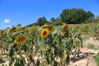 La France frappée de plein fouet par le réchauffement climatique !