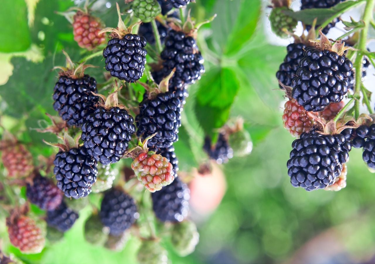 Esta popular fruta fortalece los huesos y ayuda a reducir la inflamación