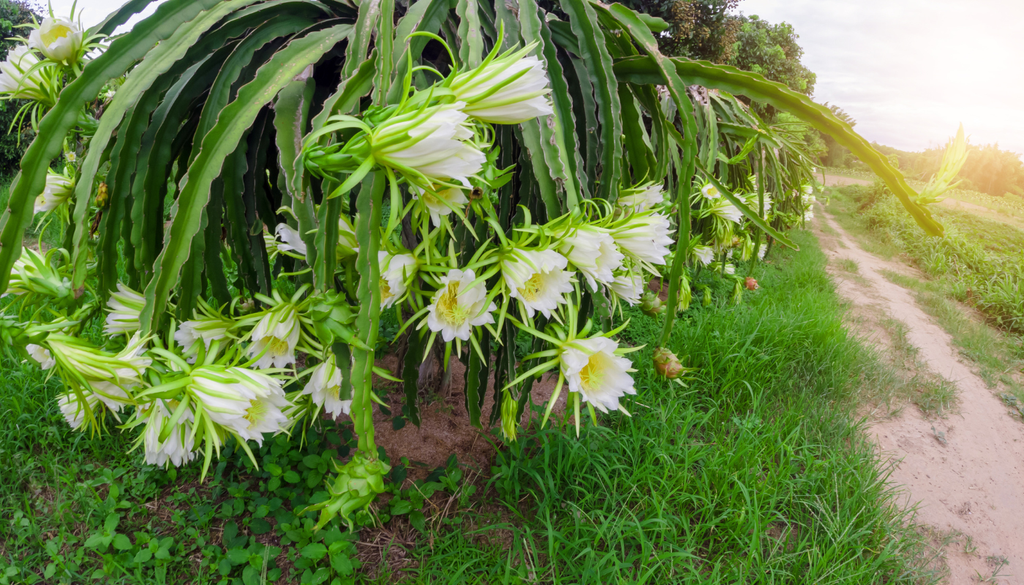 Sus flores son grandes, blancas y aromáticas, y duran solo una noche. Esto significa que puede ser necesario polinizar manualmente para asegurar la producción.