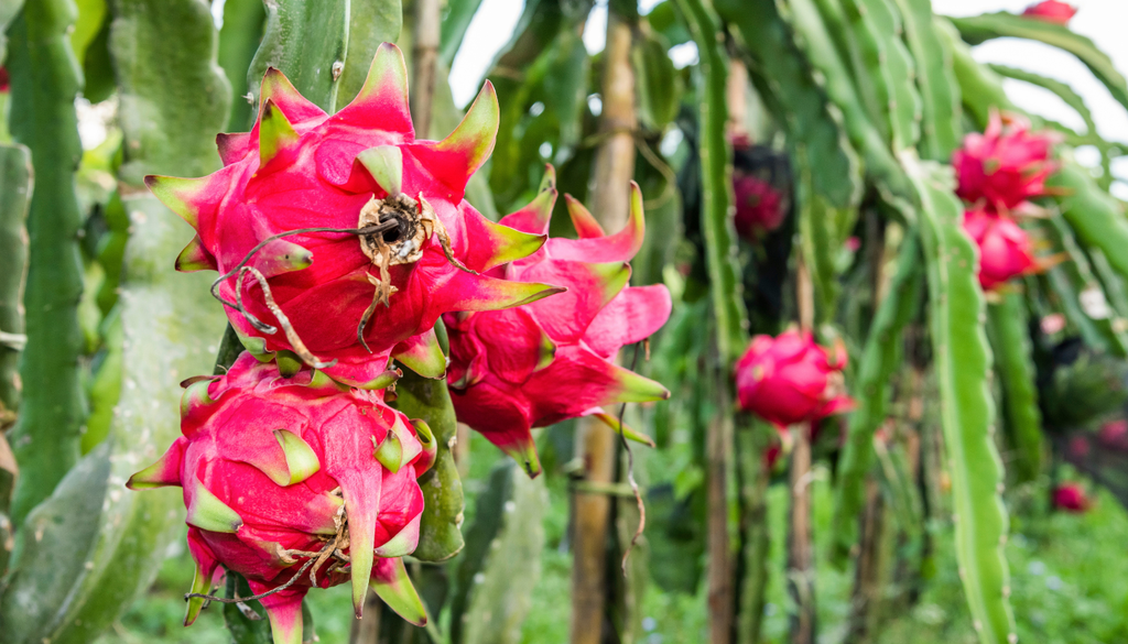 Una planta bien manejada puede empezar a producir frutos entre el segundo y tercer año.