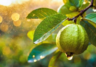La fruta mexicana que supera a la naranja en vitamina C y ayuda a regular el colesterol y el azúcar