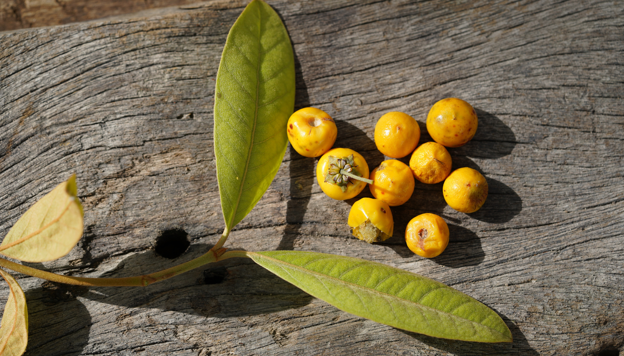 Puede crecer de forma silvestre en zonas con temperaturas superiores a 40 °C, algo que pocos frutales toleran durante periodos prolongados.