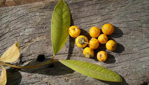 La fruta tropical que puedes cultivar en casa: el nanche en maceta que da cosecha en verano