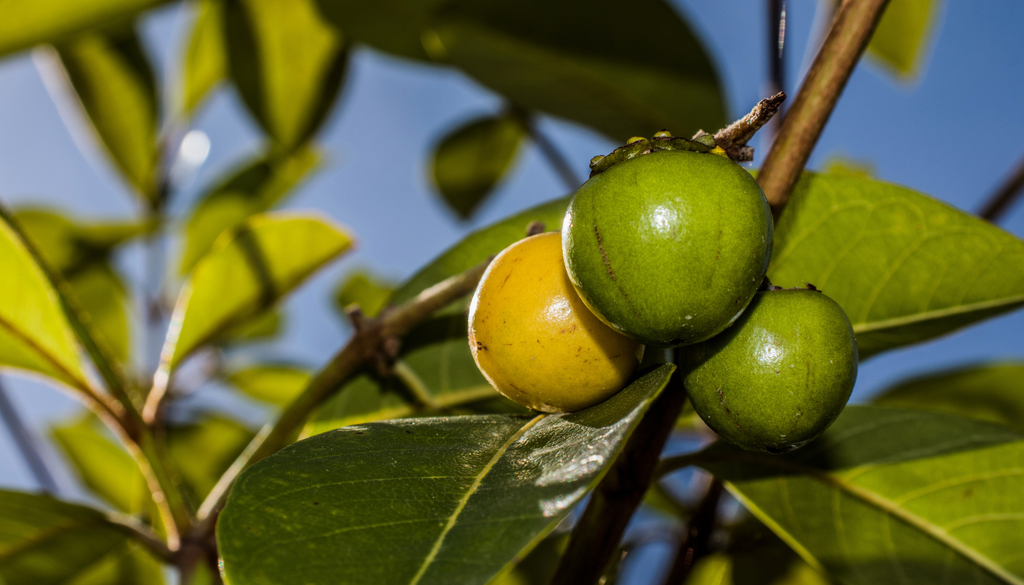 Existen poblaciones silvestres que pueden vivir varias décadas, produciendo frutos cada temporada una vez alcanzada la madurez productiva.