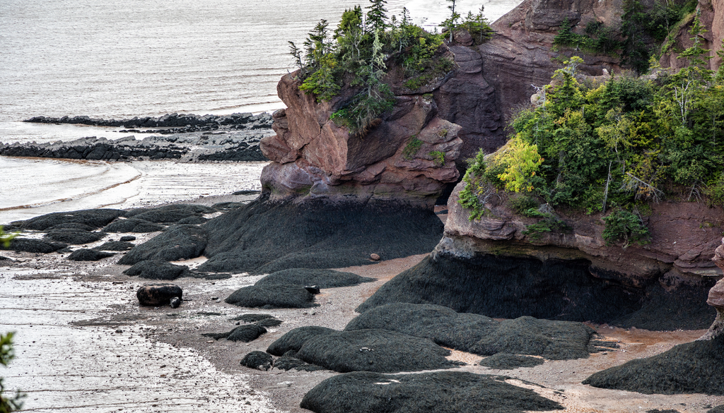 En la Bahía de Fundy (Canadá) las mareas pueden superar los 15 metros.La franja oscura indica hasta dónde llega el agua regularmente.