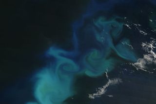 La geoingeniería del hierro a escala global