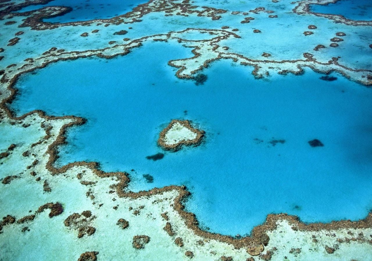 De las tres regiones de la Gran Barrera de Coral, dos sufrieron la mayor caída de la cobertura de coral en un solo año desde que comenzó el monitoreo hace 39 años. Esta es una consecuencia directa de la ola de calor marina récord del año pasado. Imagen: CC