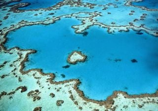 La Gran Barrera de Coral de Australia sufre una caída récord tras una ola de calor oceánica