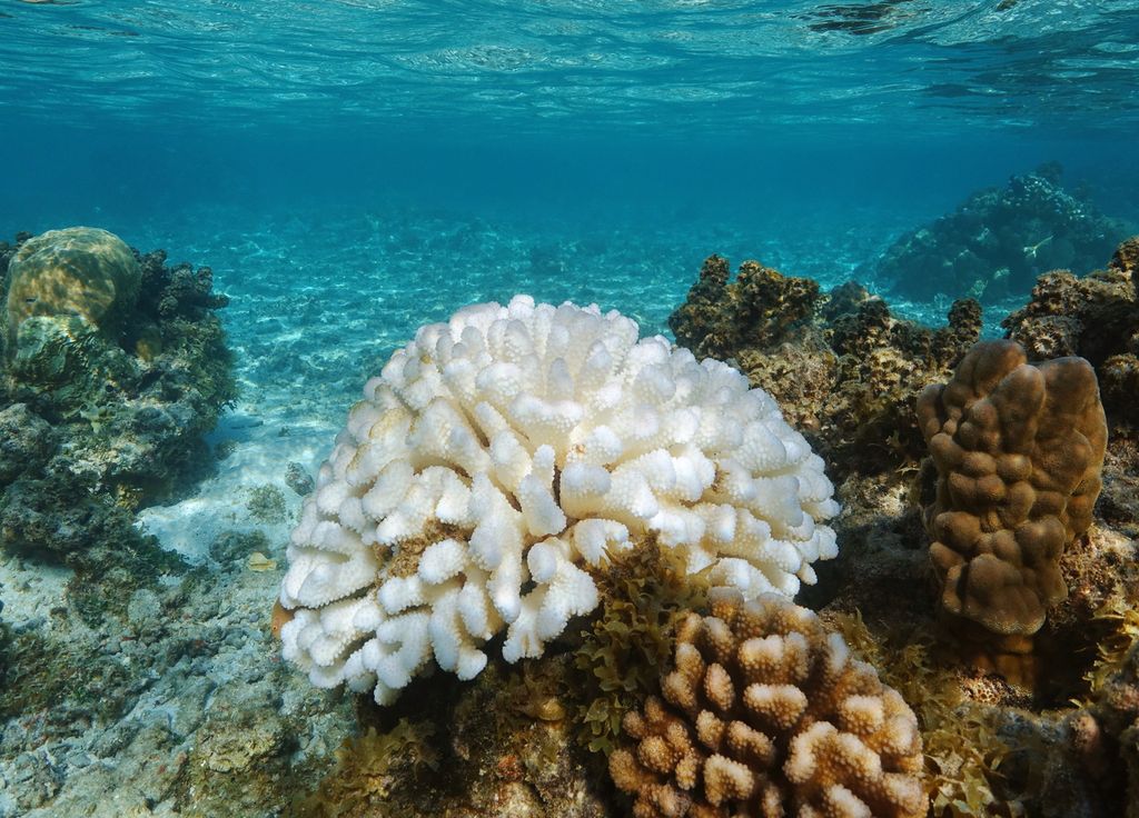 Australie Pacifique Grande barrière de corail blanchissement