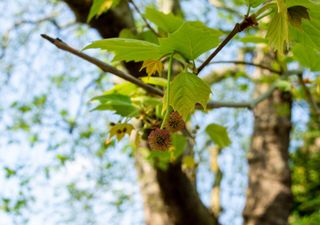 La guerra contra el plátano oriental: la ciencia para sobrevivir a la alergia de primavera 