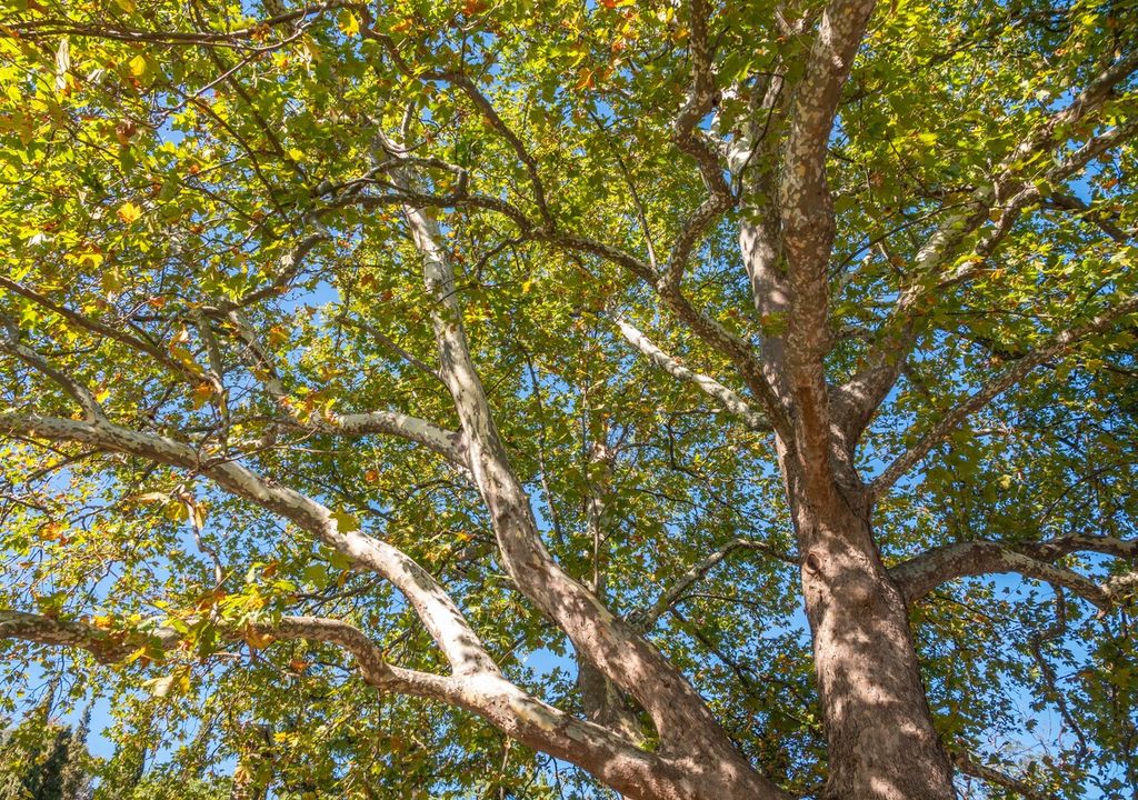 alergias primaverales alergias primaverales