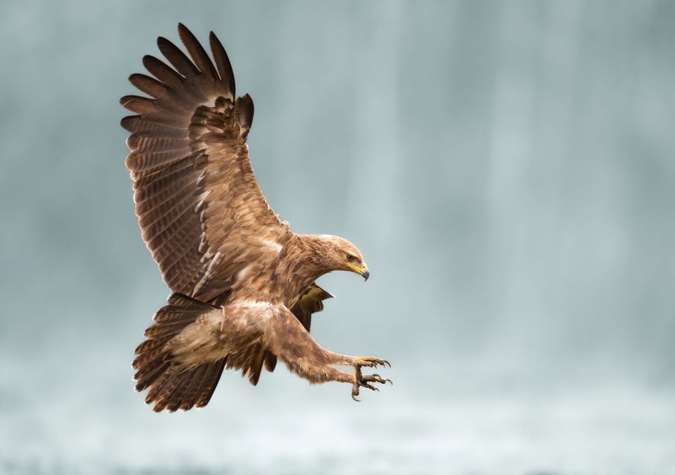 La guerra está cambiando las rutas de las aves migratorias: el caso del águila moteada. Noticias en tiempo real