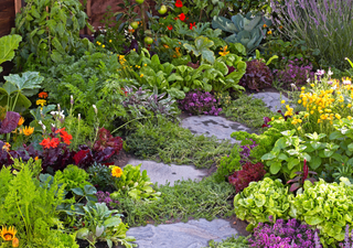 La “guerra química” secreta de tu jardín: las plantas que envenenan a sus vecinas (y las que se ayudan entre si)