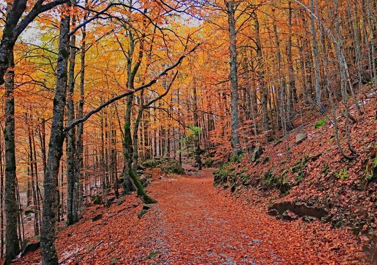 La guía definitiva de los Parques Naturales de España que se transforman por completo en otoño