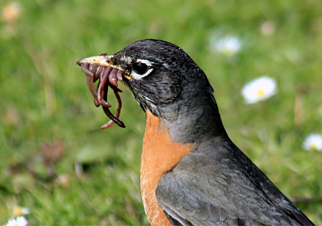 Un ave captura lombrices del suelo tras una lluvia primaveral,