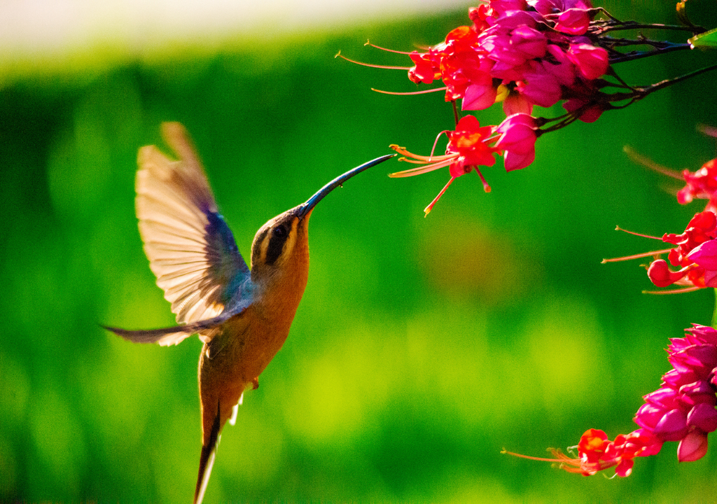 Un picaflor se alimenta del néctar de una flor en plena primavera
