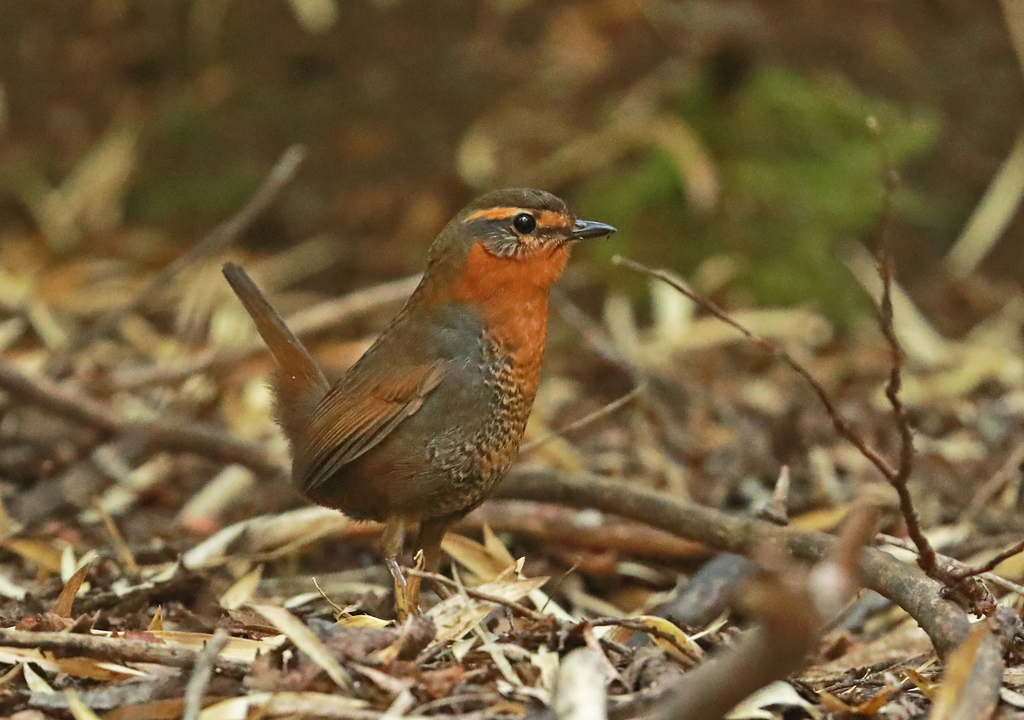 Un chucao (Scelorchilus rubecula)