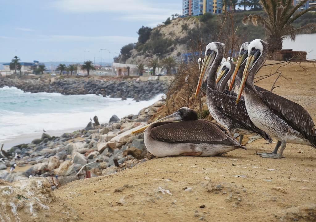 Pelícanos