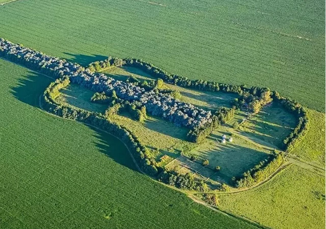 Desde el aire se distingue con claridad la silueta de la guitarra, formada por más de 7 mil árboles en el sur de Córdoba. Imagen: Estancia La Guitarra