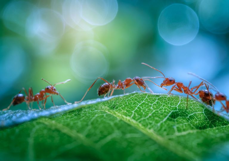 La hormiga argentina ha creado una supercolonia en España y ya supone una amenaza para la biodiversidad
