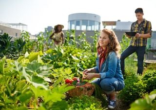 La huerta en la ciudad: una buena idea pero poco ecológica