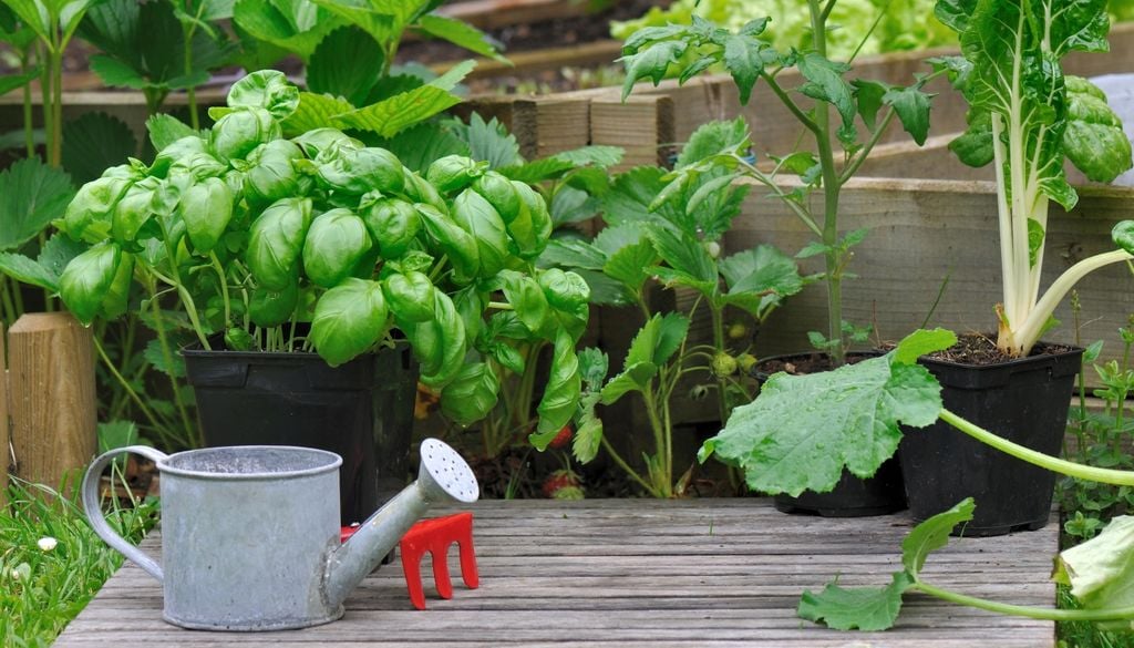 plantas Para mantenerla tupida, hay que despuntar las flores de la albahaca apenas aparezcan.