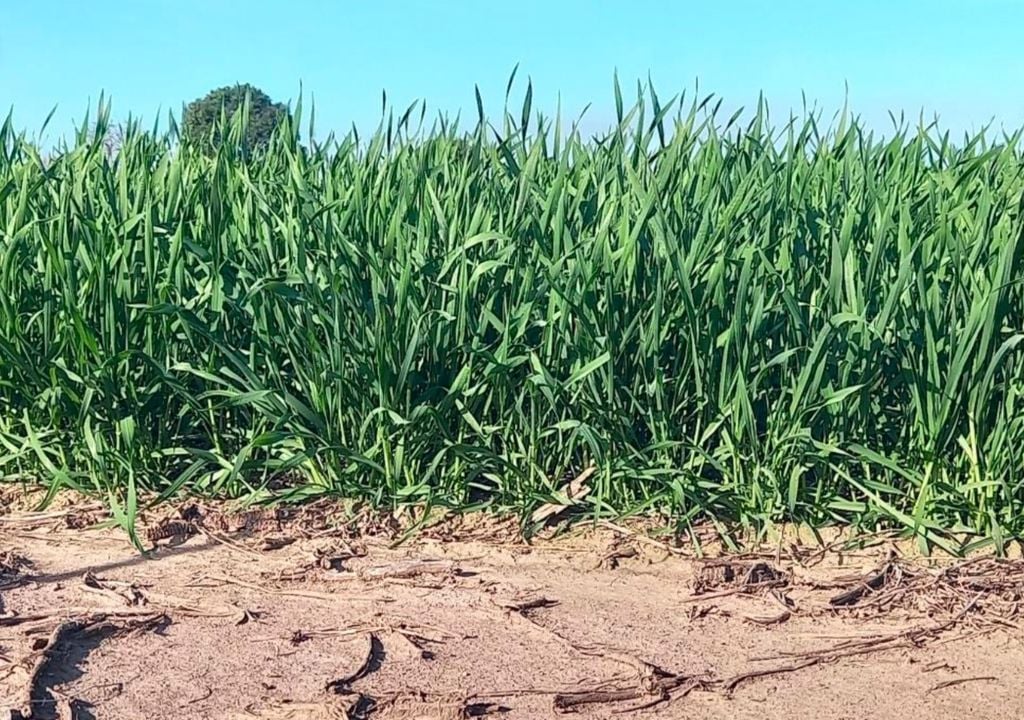 trigo Lote con trigo, en plena etapa de macollaje, variedad ciclo largo, excelente estado, en el centro del departamento Castellanos, provincia de Santa Fe. Gentileza: Bolsa de Comercio de Santa Fe.
