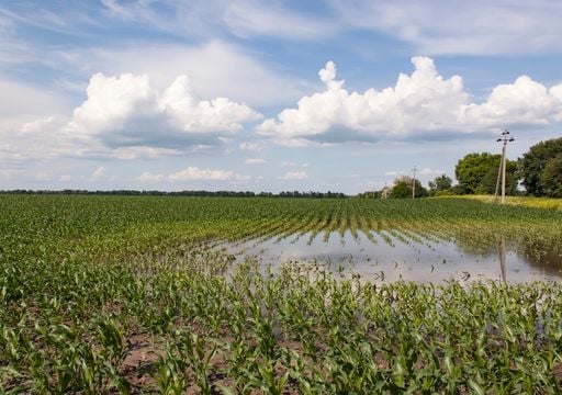 La humedad lleva la cosecha de ma&iacute;z a uno de sus mayores retrasos y El Ni&ntilde;o empieza a condicionar lo que viene