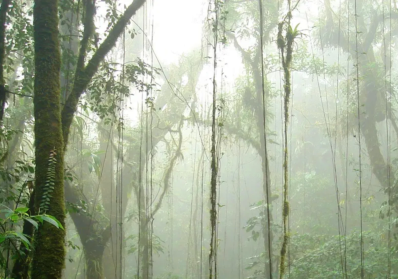 La humedad se hace patente y palpa en los bosques y zonas muy húmedas.