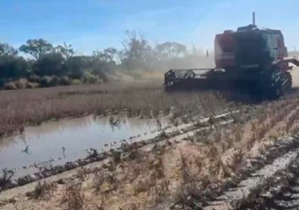 ote con soja tardía (de segunda), en pleno proceso de cosecha, con encharcamiento, en el centro norte del departamento Nueve de Julio. Gentileza: Bolsa de Comercio de Santa Fe.