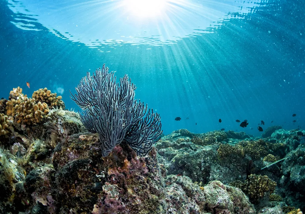Corales; fondo oceánico