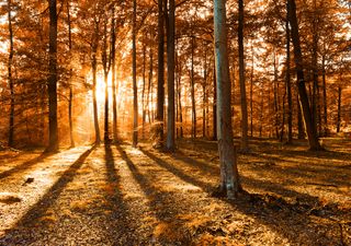 La increíble estrategia de supervivencia de los árboles durante la estación de otoño