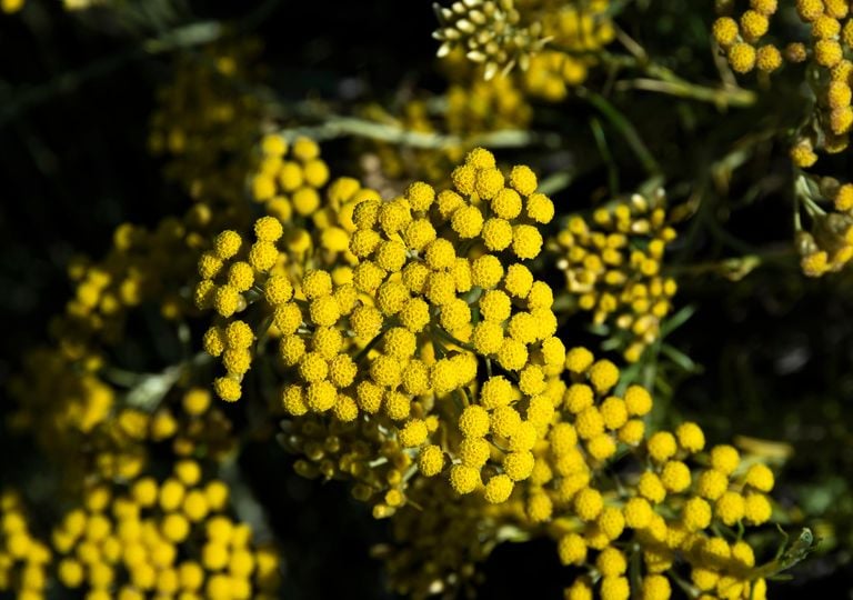 La increíble flor 'inmortal' que no se marchita nunca, y no es de plástico