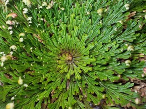 La incre&iacute;ble planta del desierto de Chihuahua que se enrolla al secarse y revive con agua