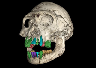 ¿La infancia larga fue la clave de la evolución del cerebro humano? Esto es lo que sugiere un nuevo estudio en Nature