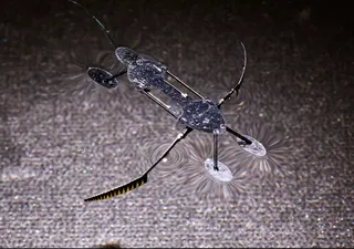 La innovación inspirada en la naturaleza toma vuelo: investigadores desarrollan insectos minirobots 