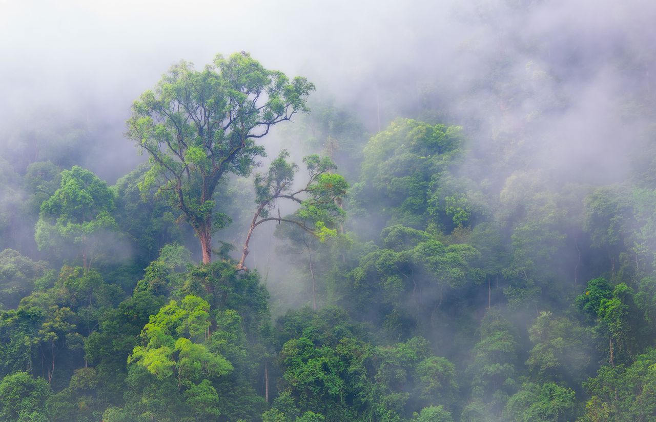 La interrelación bosqueslluvia