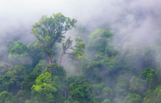 La interrelación bosques-lluvia