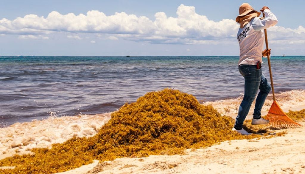 Instituciones públicas y privadas atienden esta problemática en las playas. Imagen UNAM.