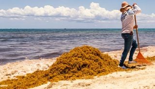 La invasi&oacute;n silenciosa que amenaza nuestras costas: qu&eacute; son las mareas de macroalgas y c&oacute;mo nos afectan