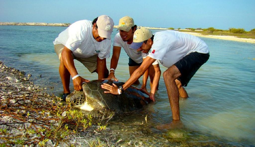 4 de las 7 especies de tortugas marinas se pueden observar en esta zona. Imagen Conanp.