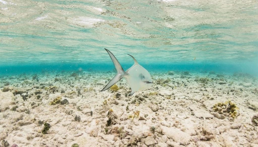 Palometa Los manglares y las aguas poco profundas de Belice albergan hábitats esenciales para numerosas especies costeras. Su conservación fue uno de los puntos centrales de las objeciones al proyecto. Crédito de la imagen: Yellow Dog Flyfishing.