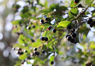 La joya natural cargada de vitaminas, con propiedades antioxidantes, antienvejecimiento y cardioprotectoras 