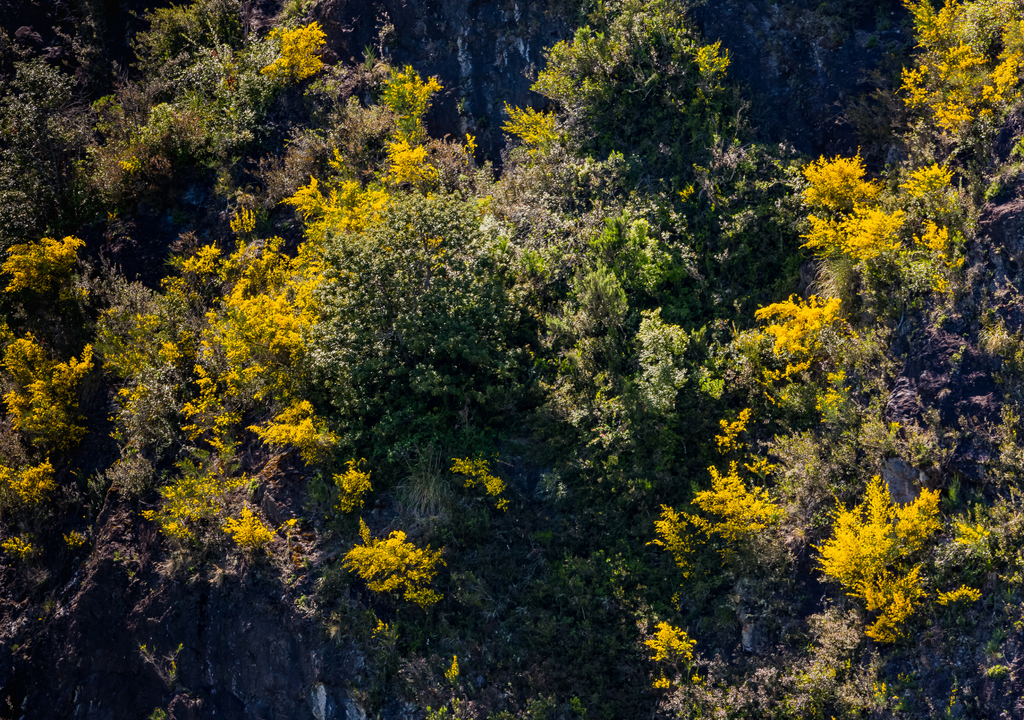 Matorrales patagónicos en flor, donde el calafate destaca con sus tonos amarillos antes de dar paso a sus frutos azules. Matorrales patagónicos en flor, donde el calafate destaca con sus tonos amarillos antes de dar paso a sus frutos azules.