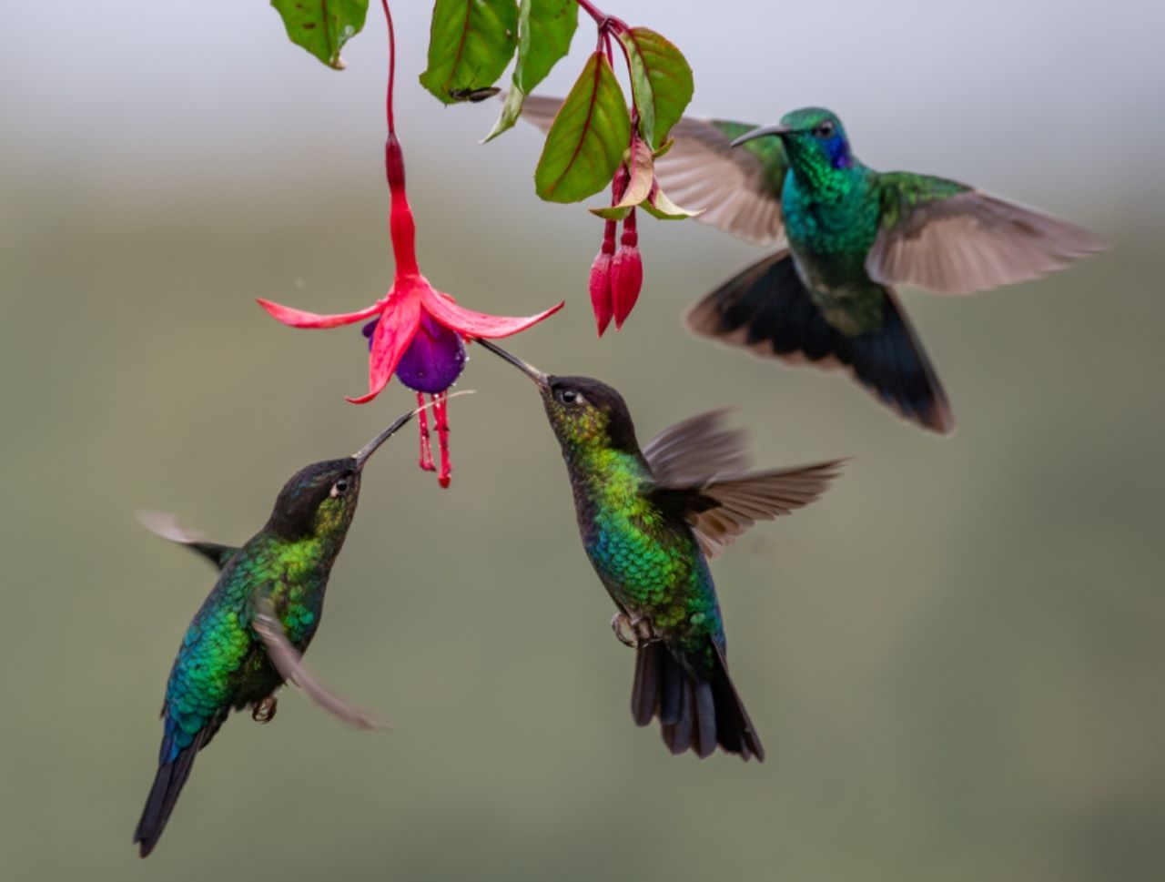 La légende maya du colibri : le messager des souhaits