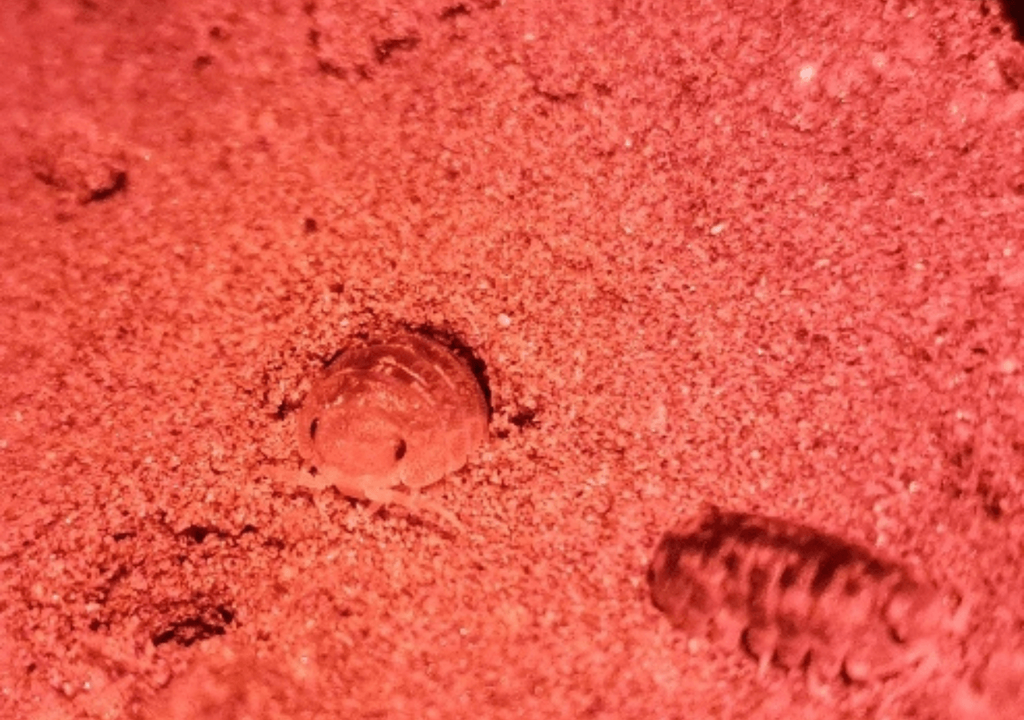 Ejemplares de sexo indeterminado de Tylos spinulosus. Fuente: Laboratorio de ecología costera e impactos antropogénicos - CEAZA. Ejemplares de sexo indeterminado de Tylos spinulosus. Fuente: Laboratorio de ecología costera e impactos antropogénicos - CEAZA.